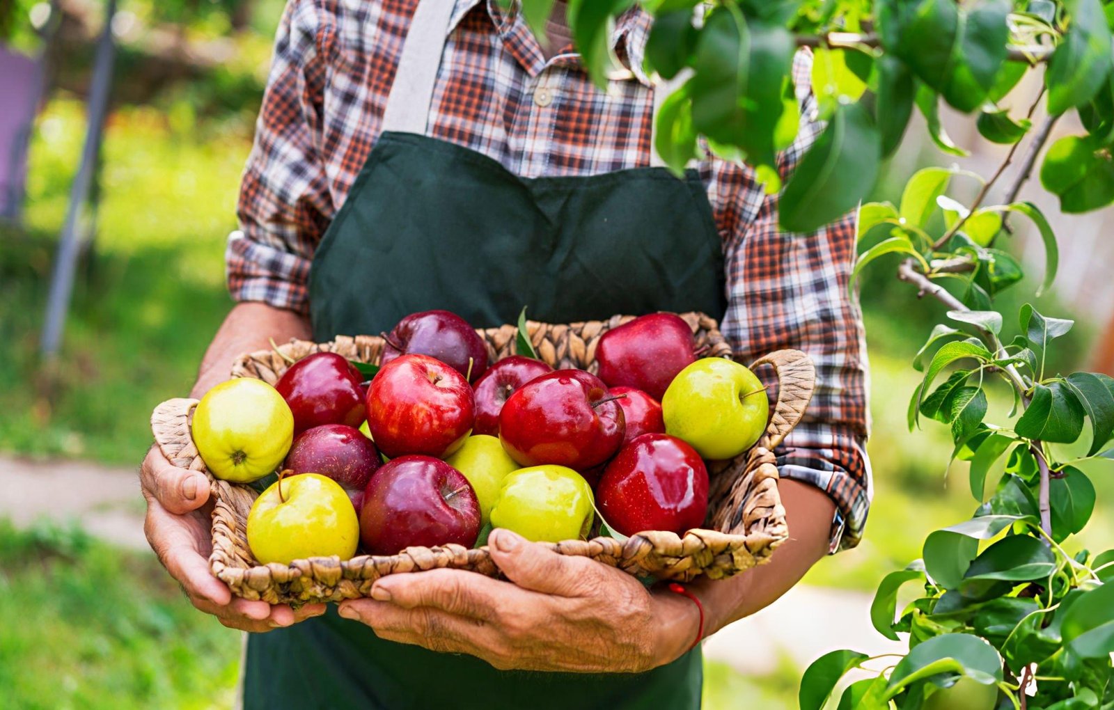 Une personne en tablier tenant un panier en osier rempli de pommes rouges et vertes, dans un verger verdoyant.